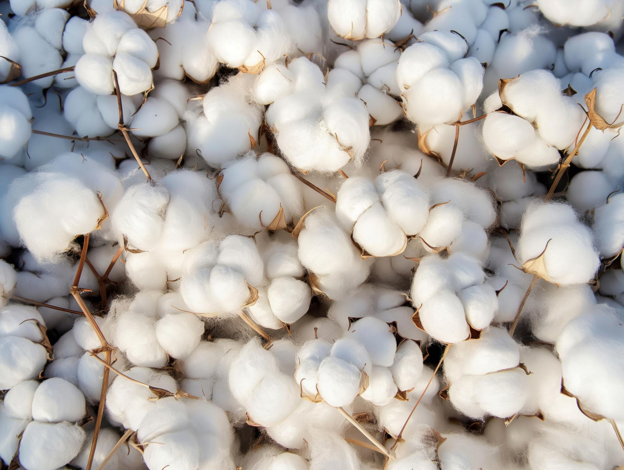 Image of cotton